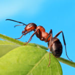 Prečo sa v našom dome objavili mravce?