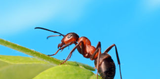 Prečo sa v našom dome objavili mravce?