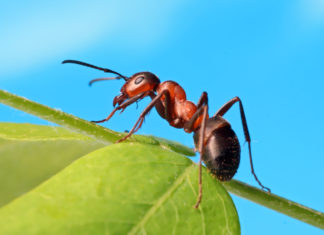 Prečo sa v našom dome objavili mravce?